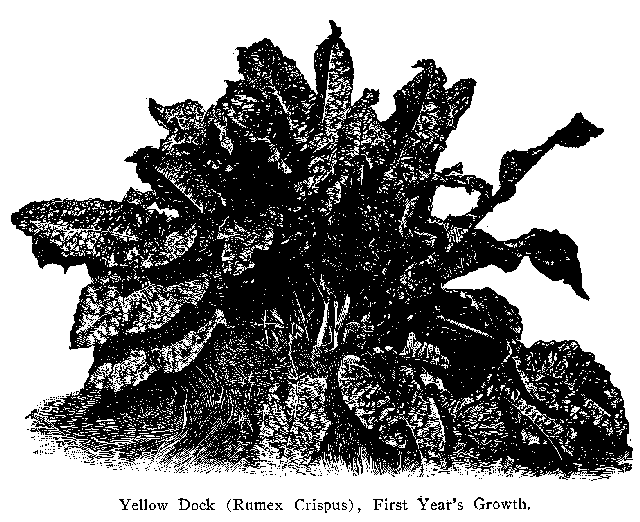 Fig. 85. Yellow Dock (Rumex Crispus) 