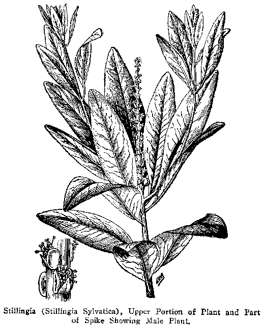 Fig. 87. Stillingia (Stillingia Sylvatica)