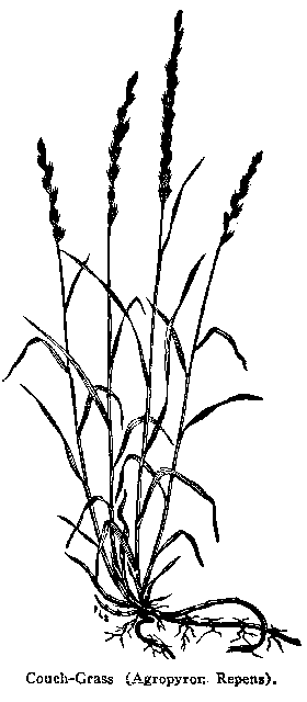 Fig. 89. Couch-Grass (Agropyron Repens).