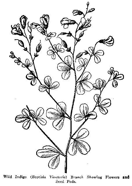 Fig. 92. Wild Indigo (Baptisia Tinctoria)