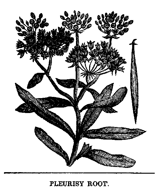 Fig. 93. Pleurisy Root.