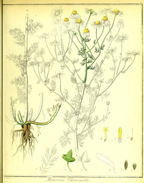 Vol. 01. Bild 03. Matricaria chamomilla 2.