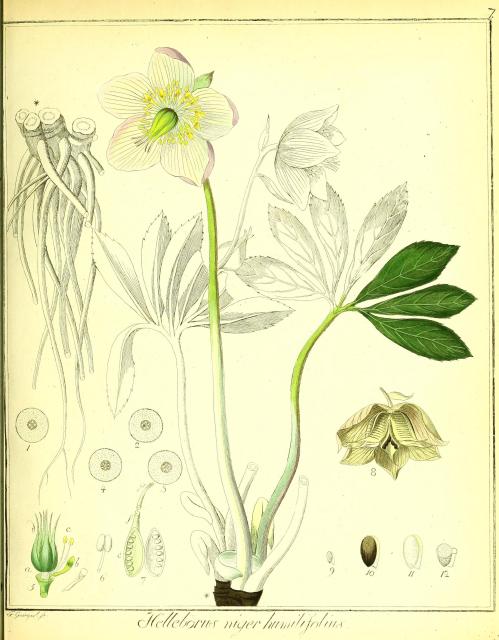 Vol. 01. Bild 07. Helleborus niger humilifolius 2.