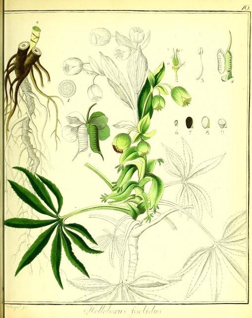 Vol. 01. Bild 10. Helleborus foetidus 2.