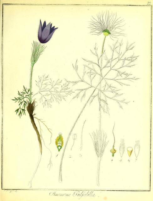 Vol. 01. Bild 22. Anemone pulsatilla 2.