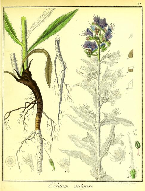 Vol. 01. Bild 27. Echium vulgare 2.