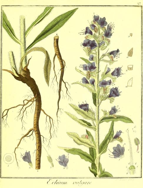 Vol. 01. Bild 27. Echium vulgare.