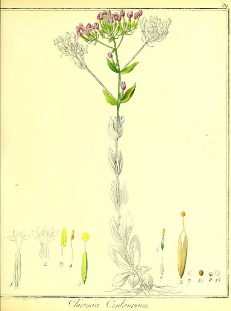 Vol. 01. Bild 29. Chironia centaurium 2.