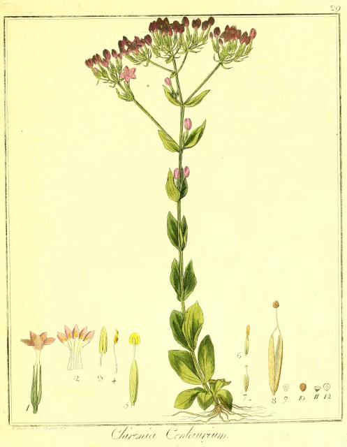 Vol. 01. Bild 29. Chironia centaurium.