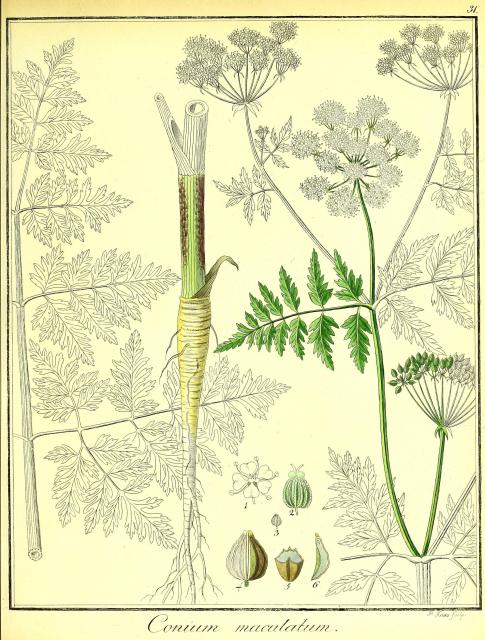 Vol. 01. Bild 31. Conium maculatum 2.