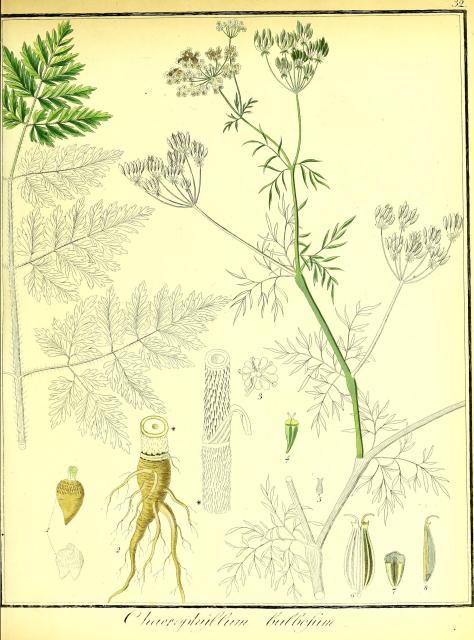 Vol. 01. Bild 32. Chaerophyllum bulbosum 2.