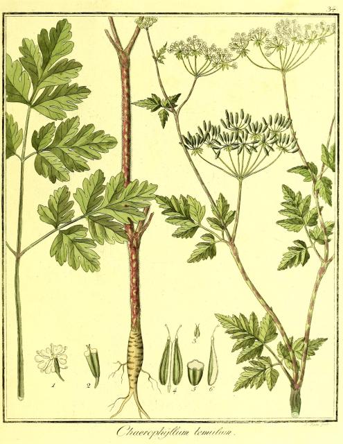 Vol. 01. Bild 34. Chaerophyllum temulum.