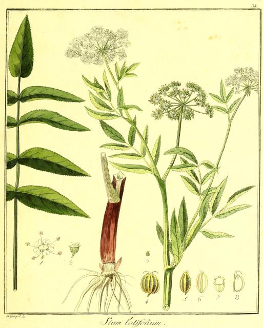 Vol. 01. Bild 38. Sium latifolium.