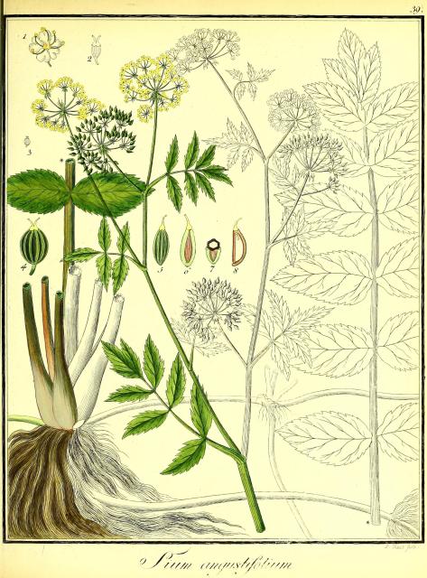 Vol. 01. Bild 39. Sium angustifolium 2.