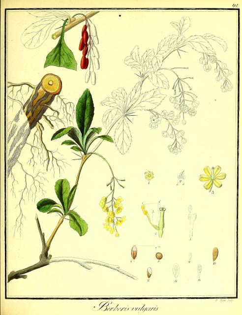 Vol. 01. Bild 41. Berberis vulgaris 2.