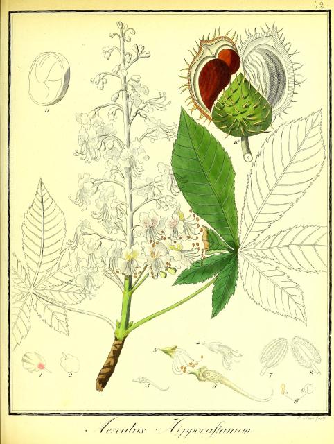 Vol. 01. Bild 42. Aesculus hippocastanum 2.