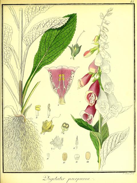 Vol. 01. Bild 45. Digitalis purpurea 2.