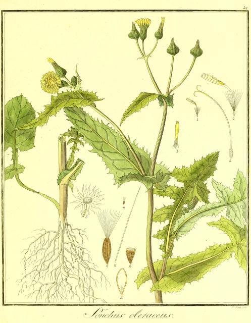 Vol. 01. Bild 48. Sonchus oleraceus.