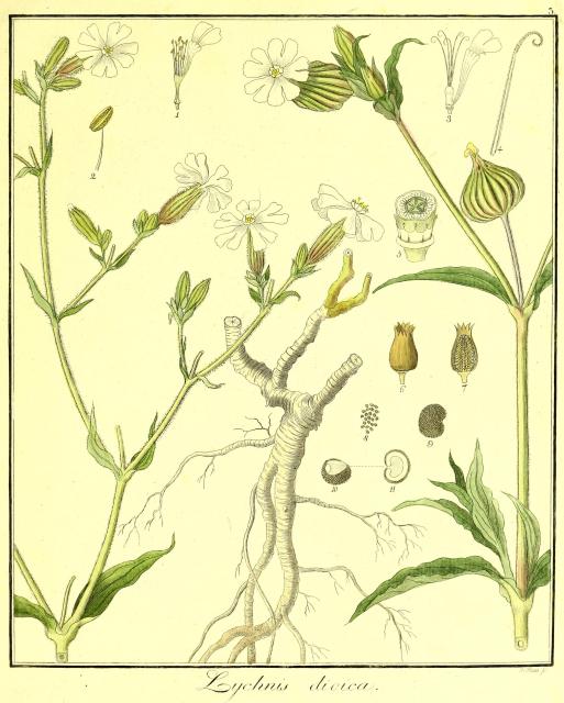 Vol. 02. Bild 03. Lychnis dioica.