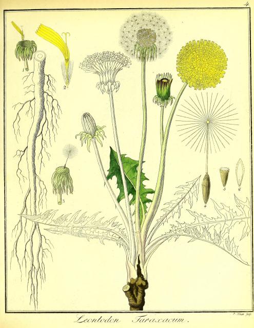 Vol. 02. Bild 04. Leontodon taraxacum 2.