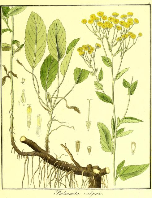 Vol. 02. Bild 05. Balsamita vulgaris.