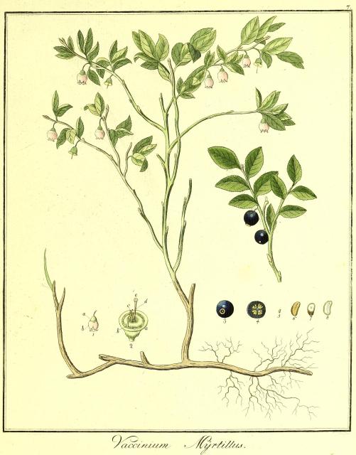 Vol. 02. Bild 07. Vaccinium myrtillus.
