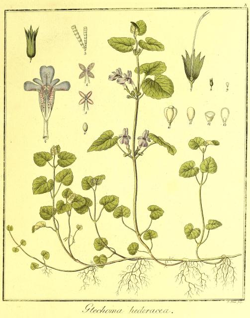 Vol. 02. Bild 08. Glechoma hederacea.