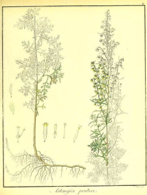 Vol. 02. Bild 10. Artemisia pontica 2.