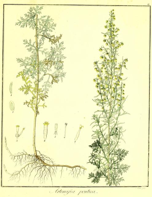 Vol. 02. Bild 10. Artemisia pontica.