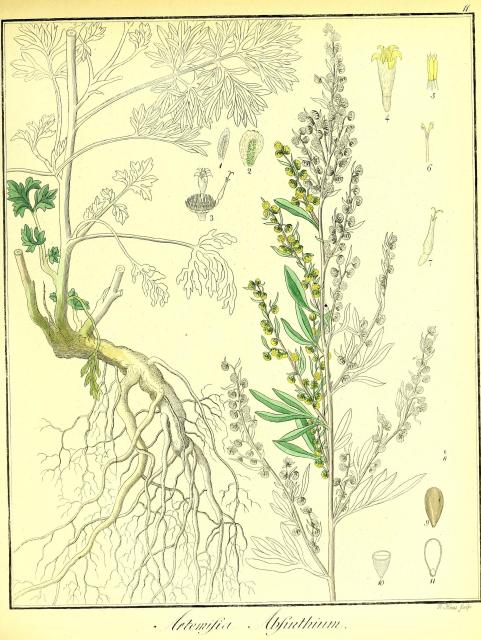 Vol. 02. Bild 11. Artemisia absinthium 2.