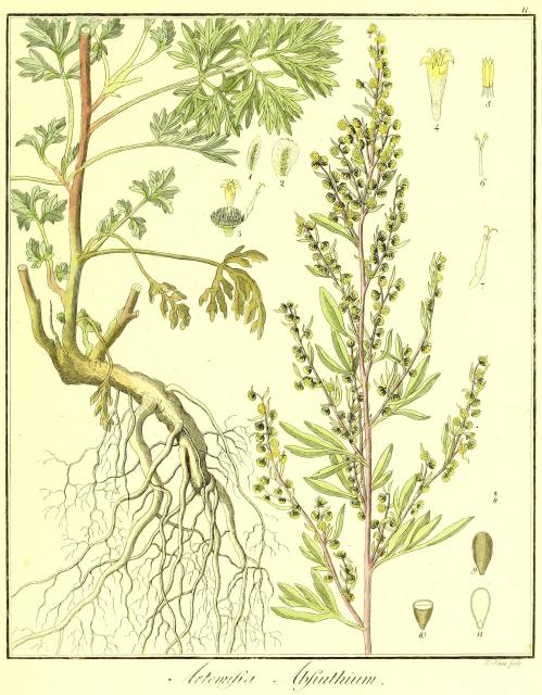 Vol. 02. Bild 11. Artemisia absinthium.