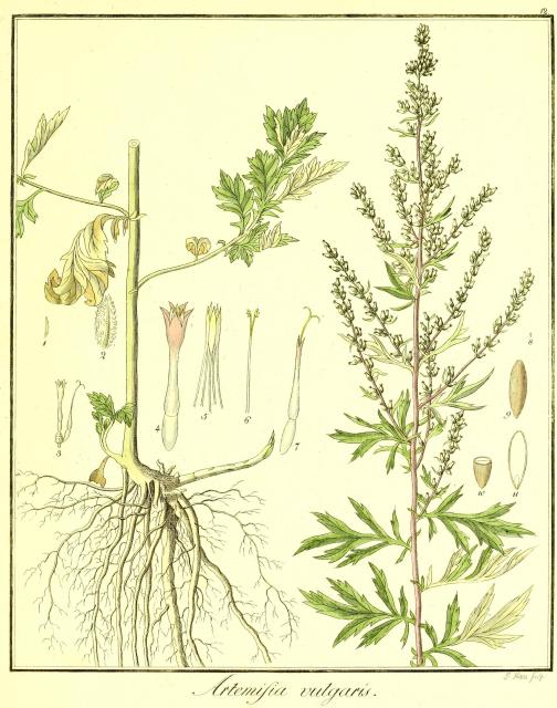 Vol. 02. Bild 12. Artemisia vulgaris.