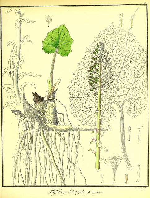 Vol. 02. Bild 18. Tussilago petasites foemina 2.