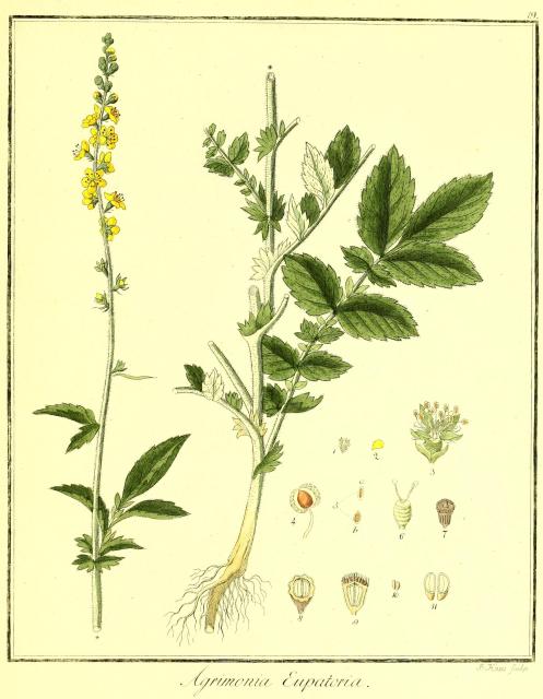 Vol. 02. Bild 19. Agrimonia eupatoria.