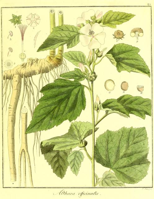 Vol. 02. Bild 25. Althaea officinalis.