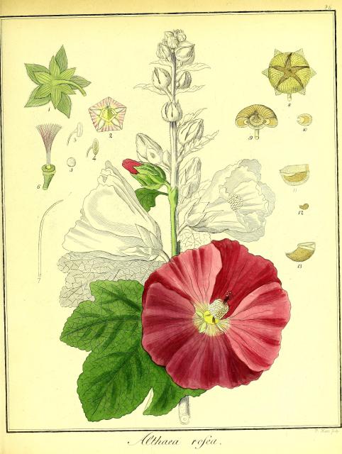 Vol. 02. Bild 26. Althaea rosea 2.