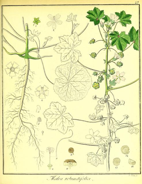 Vol. 02. Bild 27. Malva rotundifolia 2.