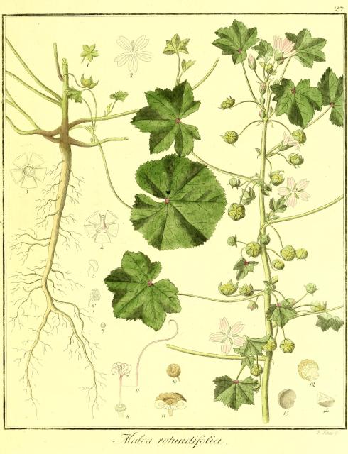 Vol. 02. Bild 27. Malva rotundifolia.