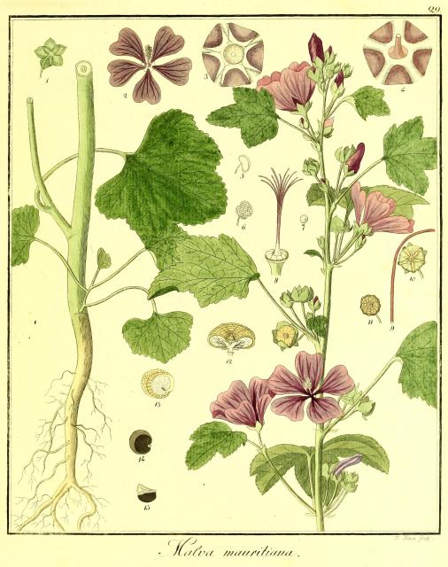 Vol. 02. Bild 29. Malva mauritiana.