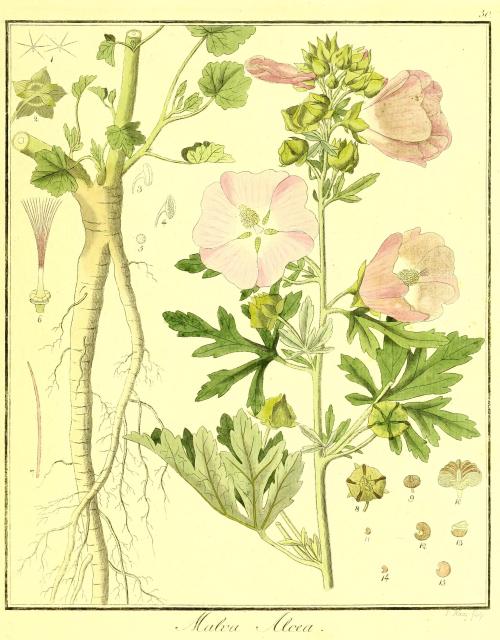 Vol. 02. Bild 30. Malva alcea.