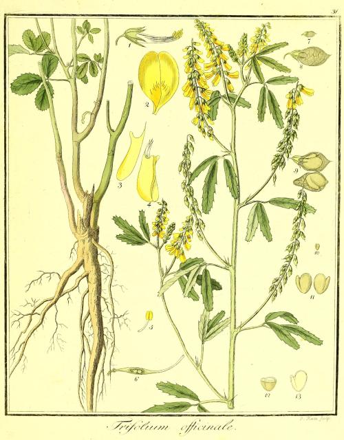 Vol. 02. Bild 31. Trifolium officinale.