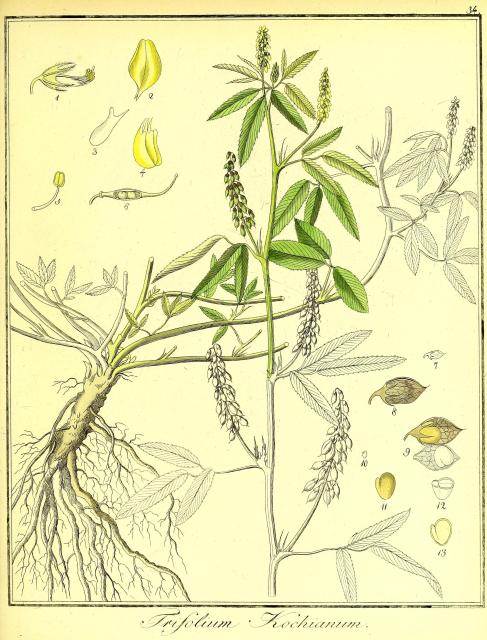 Vol. 02. Bild 34. Trifolium kochianum 2.