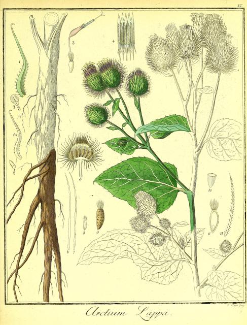 Vol. 02. Bild 35. Arctium lappa 2.