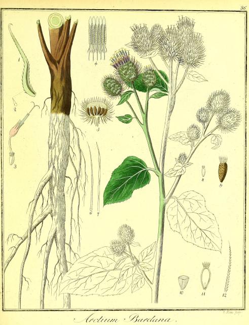 Vol. 02. Bild 36. Arctium bardana 2.