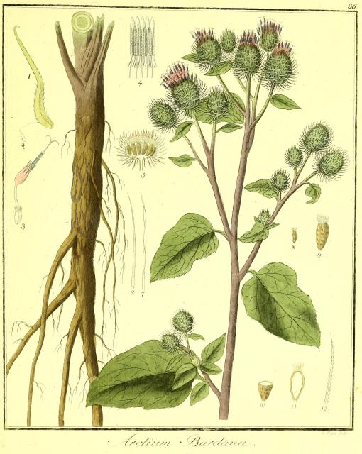 Vol. 02. Bild 36. Arctium bardana.