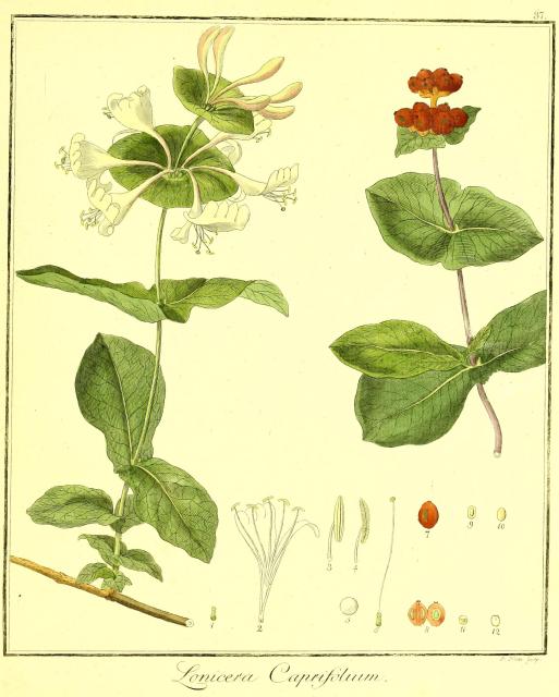 Vol. 02. Bild 37. Lonicera caprifolium.