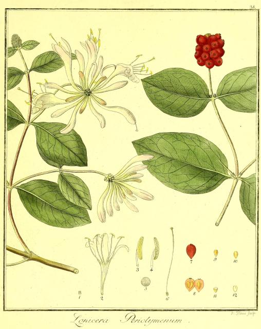 Vol. 02. Bild 38. Lonicera periclymenum.