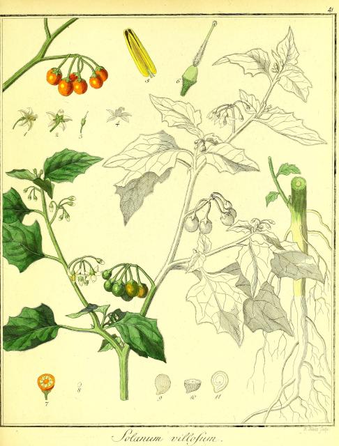 Vol. 02. Bild 41. Solanum villosum 2.