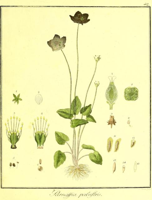 Vol. 02. Bild 42. Parnassia palustris.