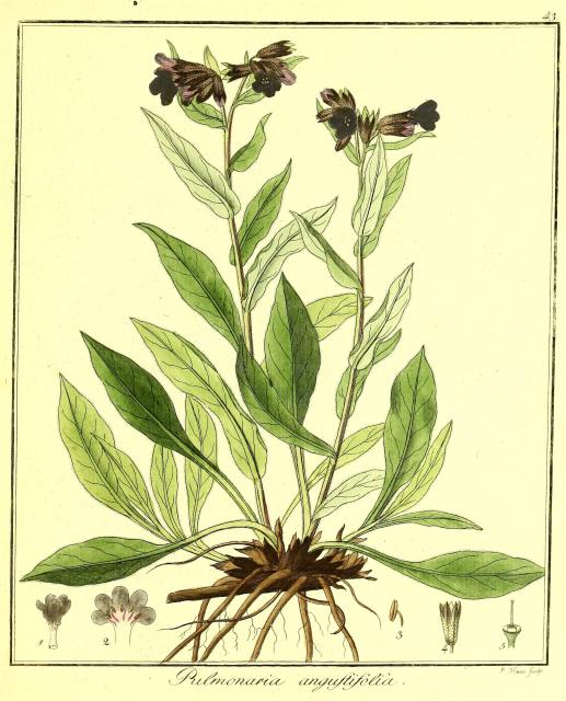 Vol. 02. Bild 43. Pulmonaria angustifolia.